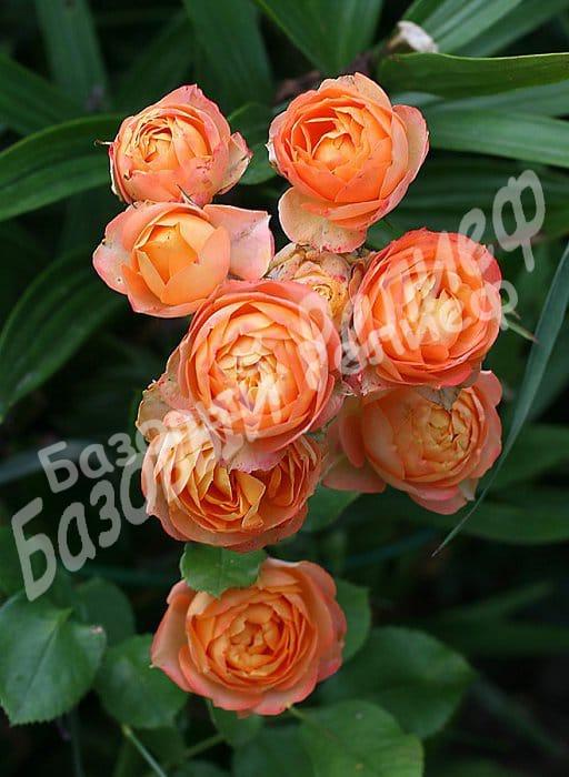Роза Бэйби