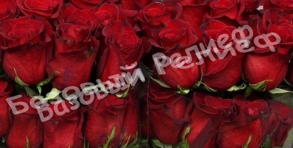 Роза Фридум Сиера