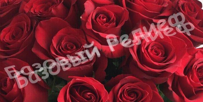 Роза Фридум Сиера