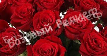 Роза Фридум Сиера