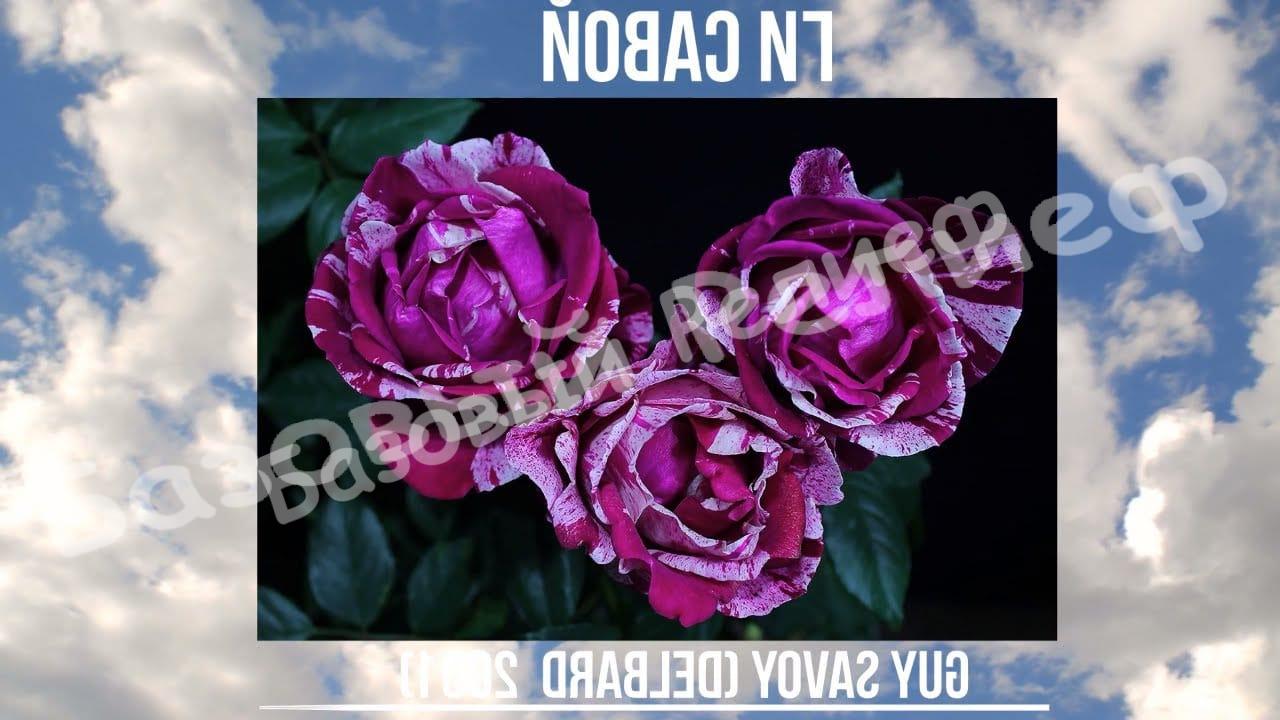 Роза Ги Савой