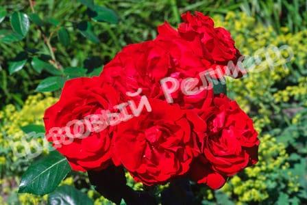 Роза Гранд Отель