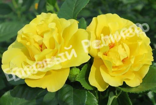 Роза Лихткёнигин Лючия