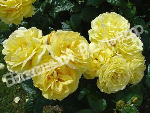 Роза Лихткёнигин Лючия