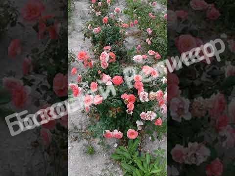 Роза Лоран Каброль