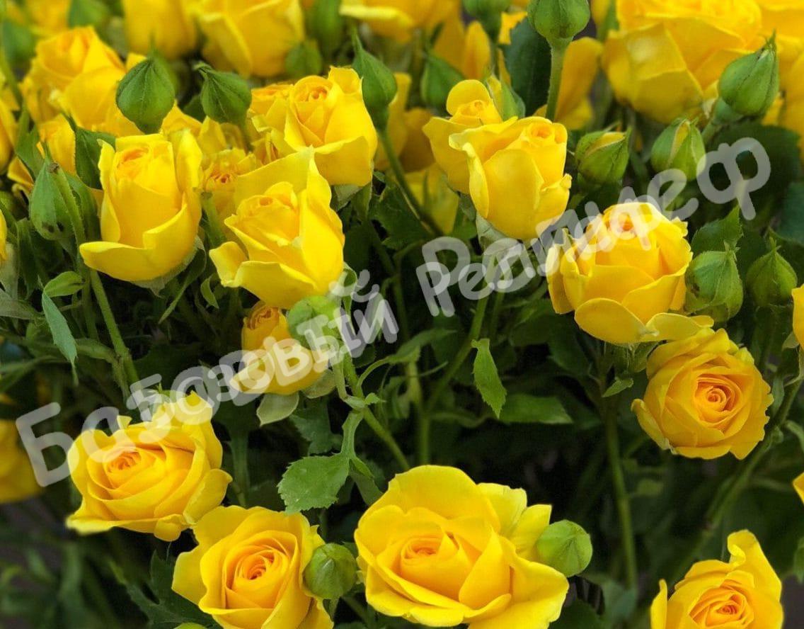 Роза Мариса