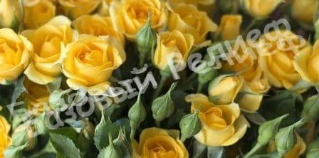 Роза Мариса