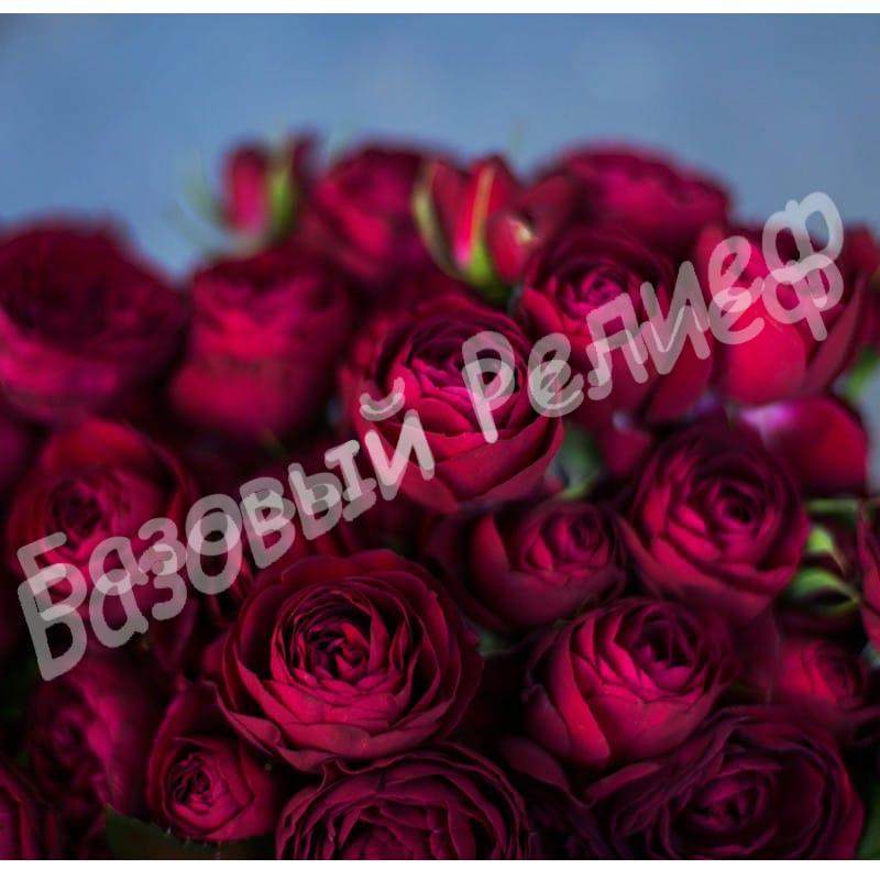 Роза Ред Лейс