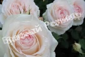 Роза Роял Порселина