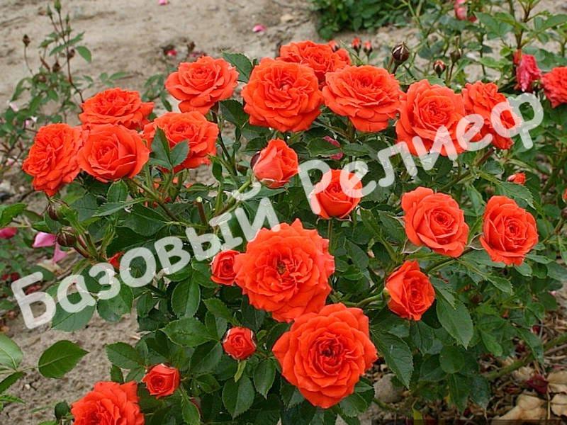 Роза Херо
