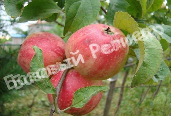Яблоня Абориген