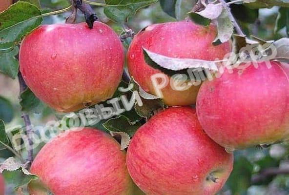 Яблоня «Аленушкино»