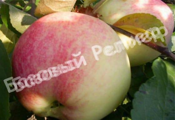 Яблоня Бельфлер китайка