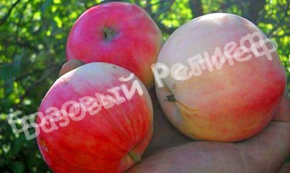 Яблоня Бельфлер китайка