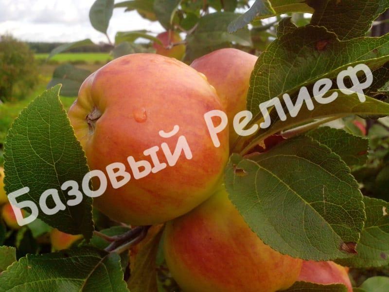 Яблоня Победа (Черненко)