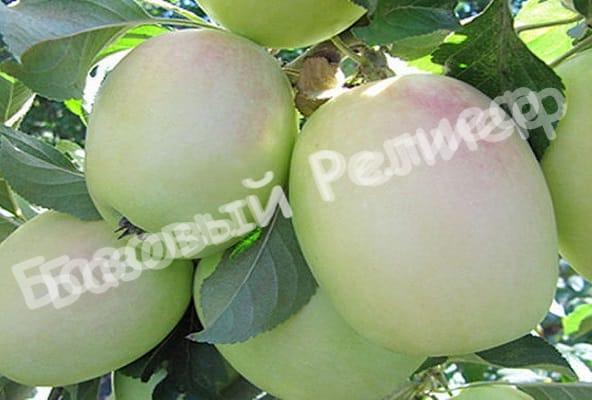 Яблоня Розмарин русский