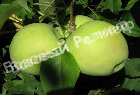 Яблоня Розмарин русский