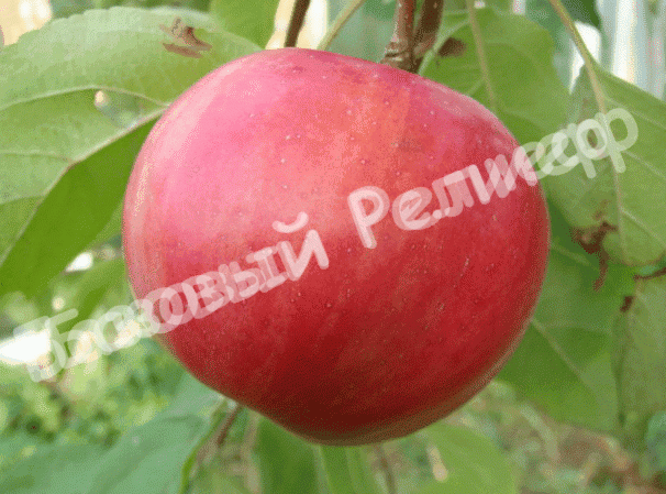 Яблоня Желанное