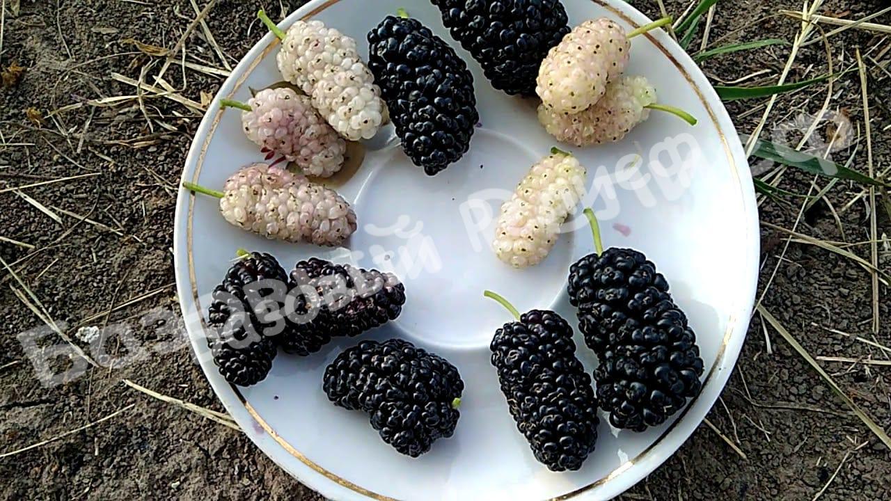 Шелковица Шелли