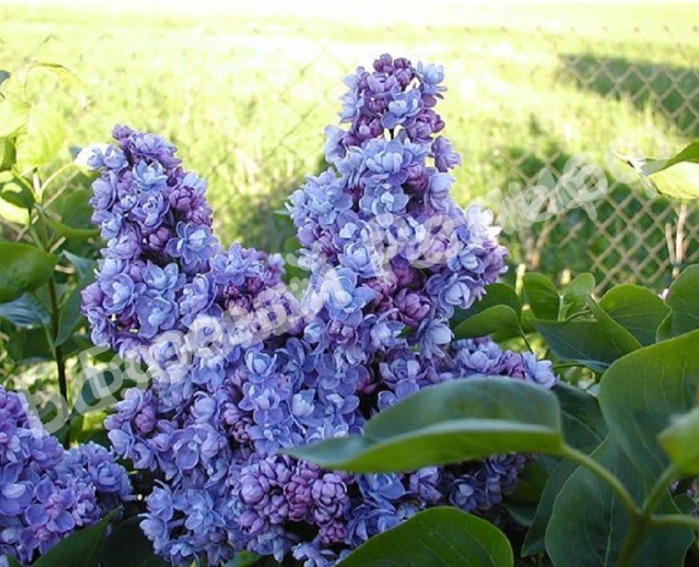Сирень Ами Шотт