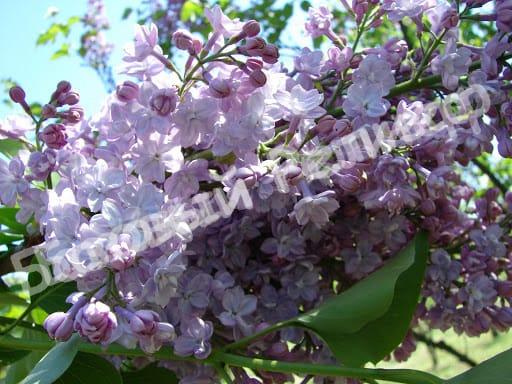 Сирень Ами Шотт