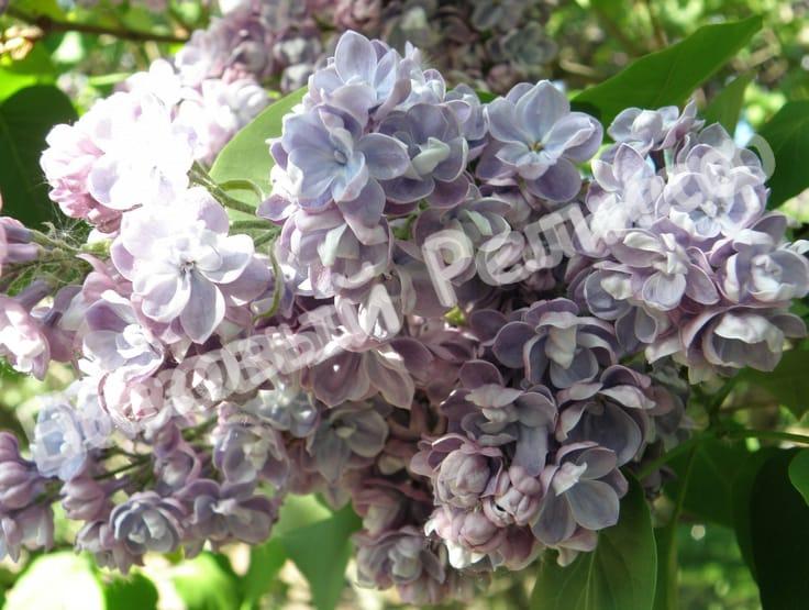 Сирень Ами Шотт
