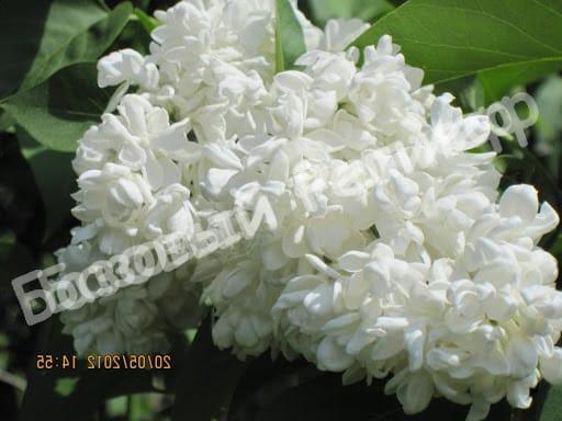 Сирень Казимир Перье