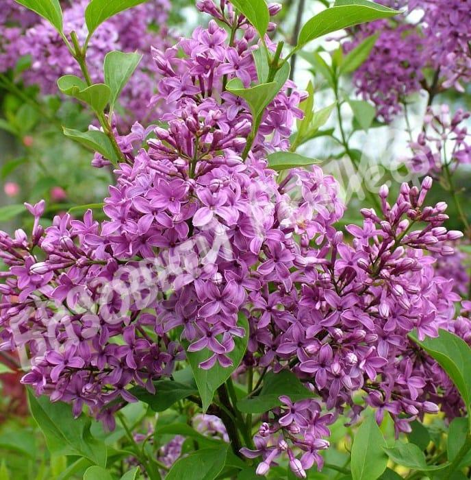 Сирень Китайская Саугеана (Копировать)