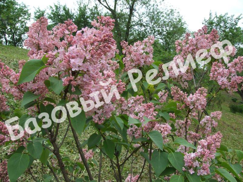 Сирень Люси Бальте