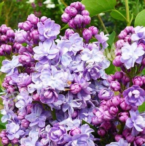 Сирень Виктор Лемуан