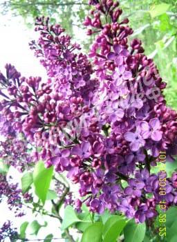Сирень Хуго де Фриз