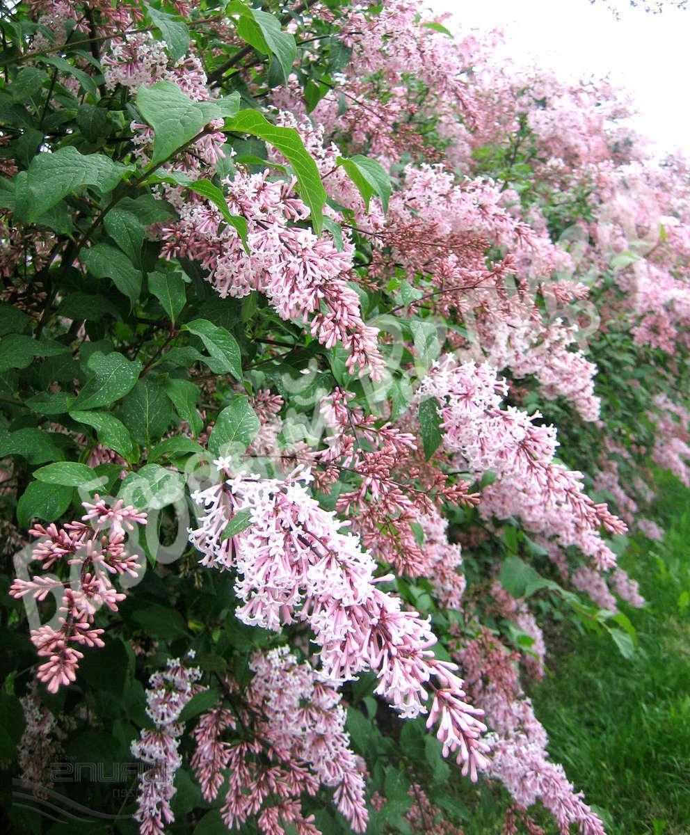 Сирень Звегифлекса