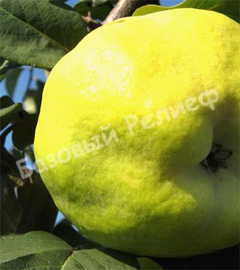 Айва Аврора