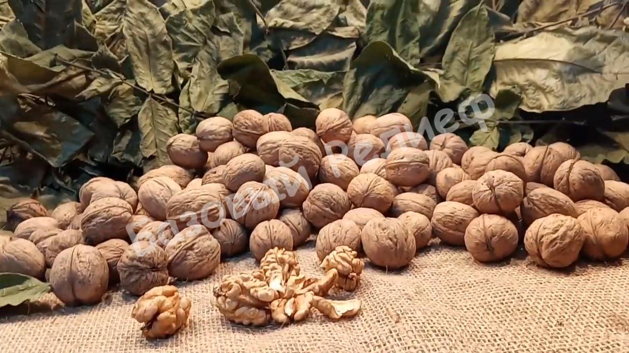 Орех Грецкий Скороплодный Левина