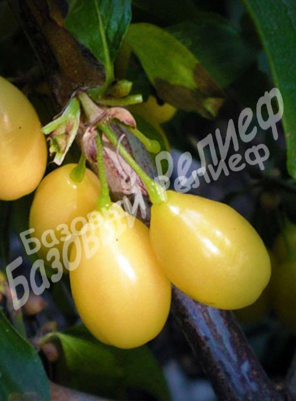 Кизил Нежный