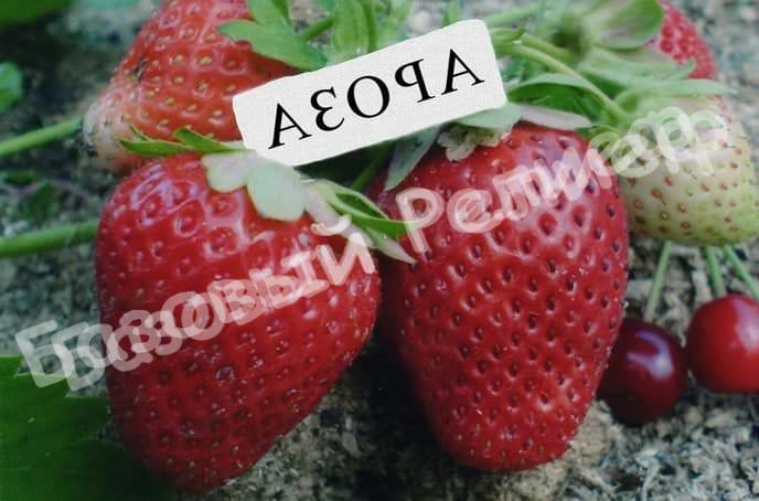 Клубника Ароза