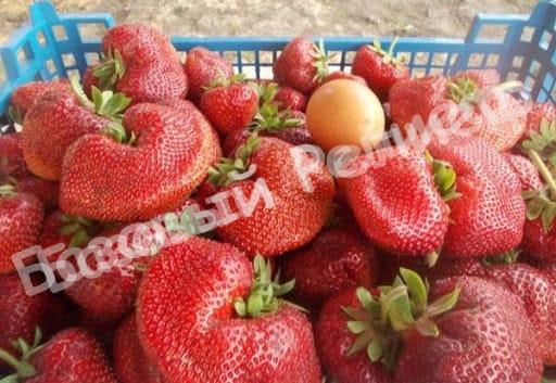 Клубника Чамора туруси