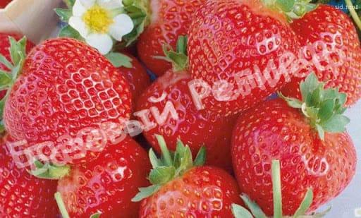 Клубника Эльсанта