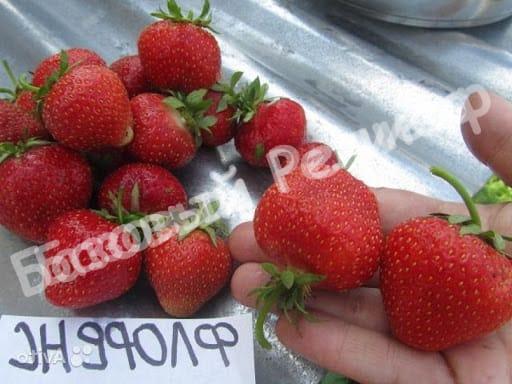 Клубника Флоренс