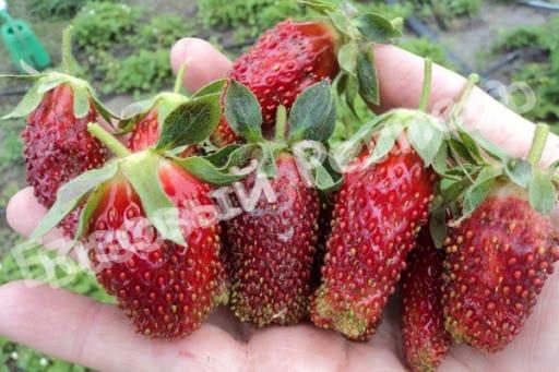 Клубника Купчиха