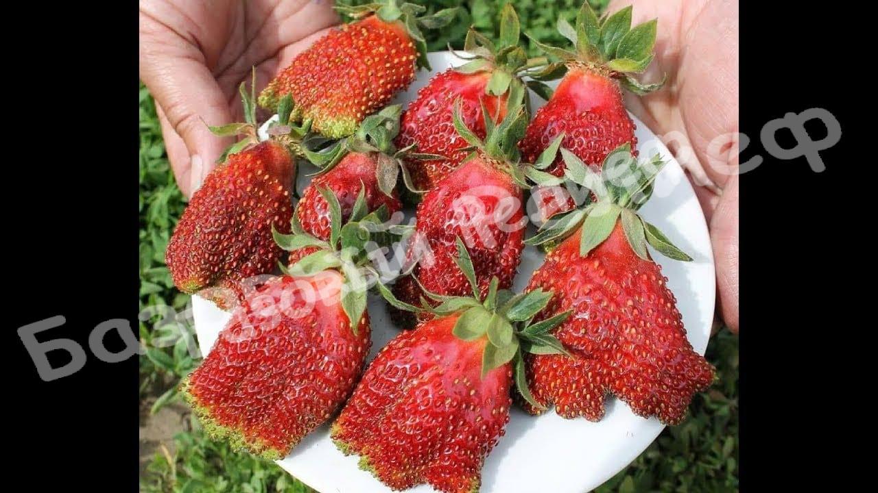 Клубника Купчиха