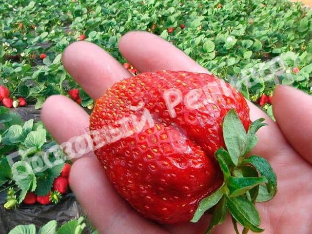 Клубника Максим