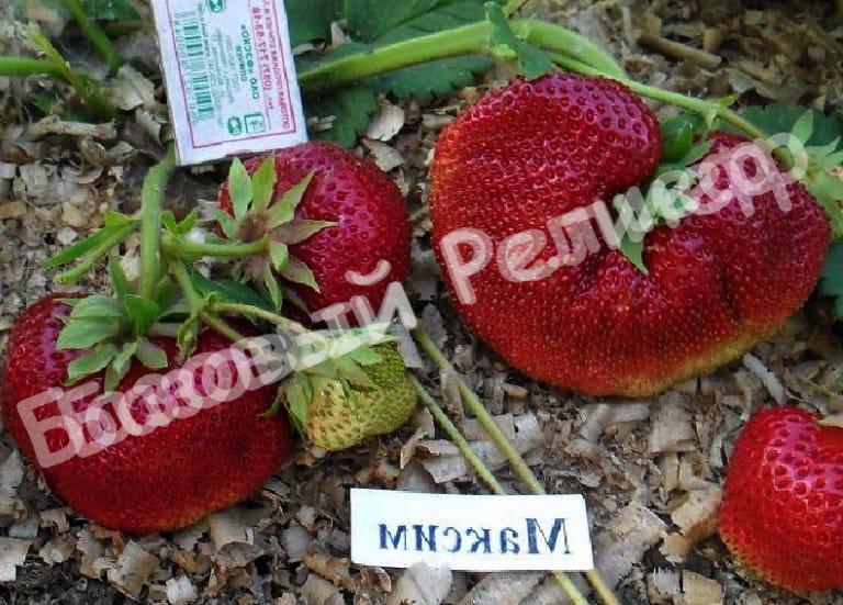 Клубника Максим