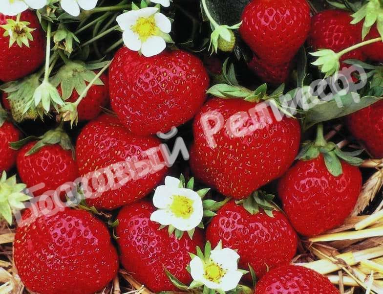 Клубника Мара де буа