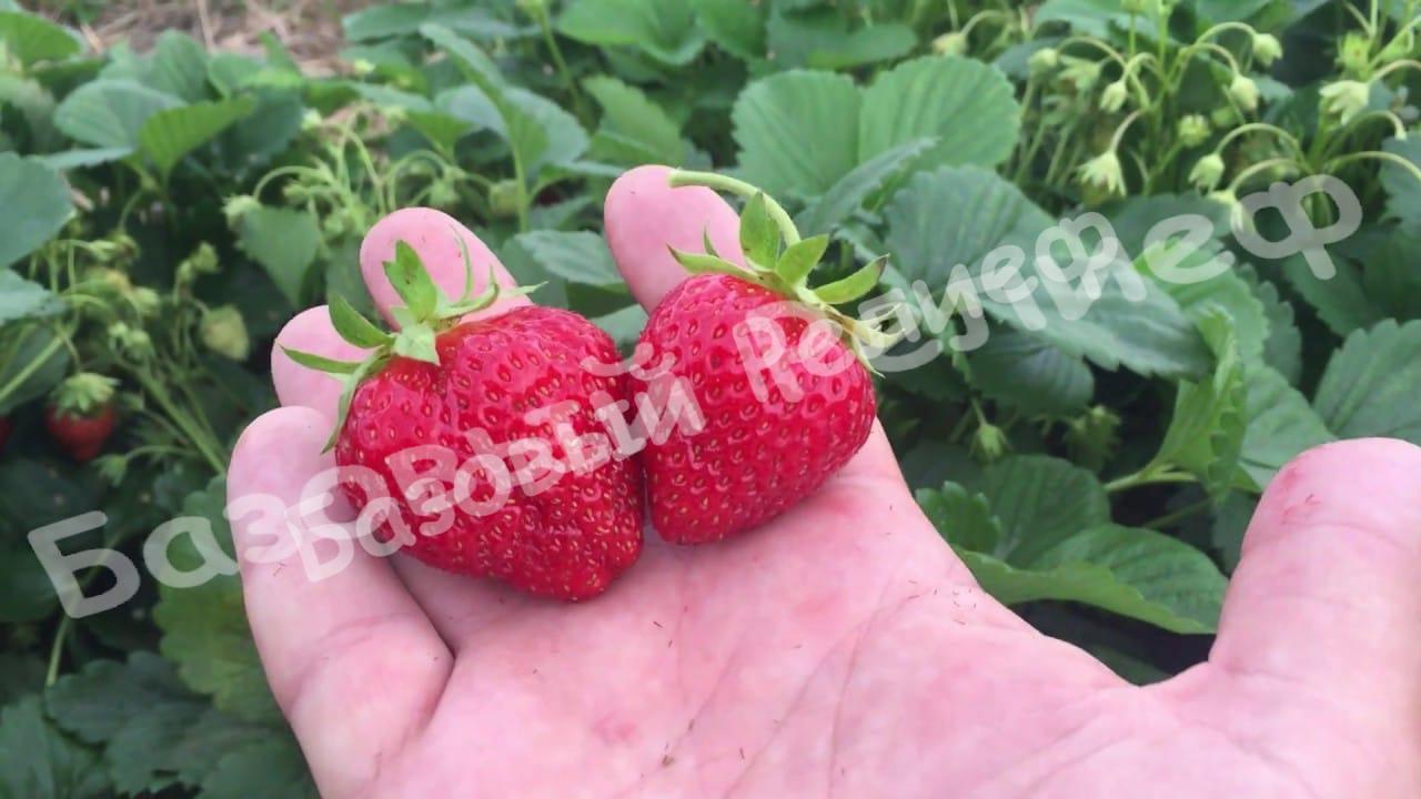 Клубника Мара де буа