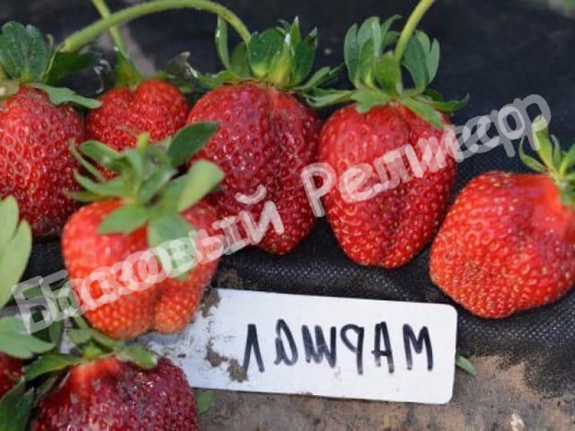 Клубника Маршал