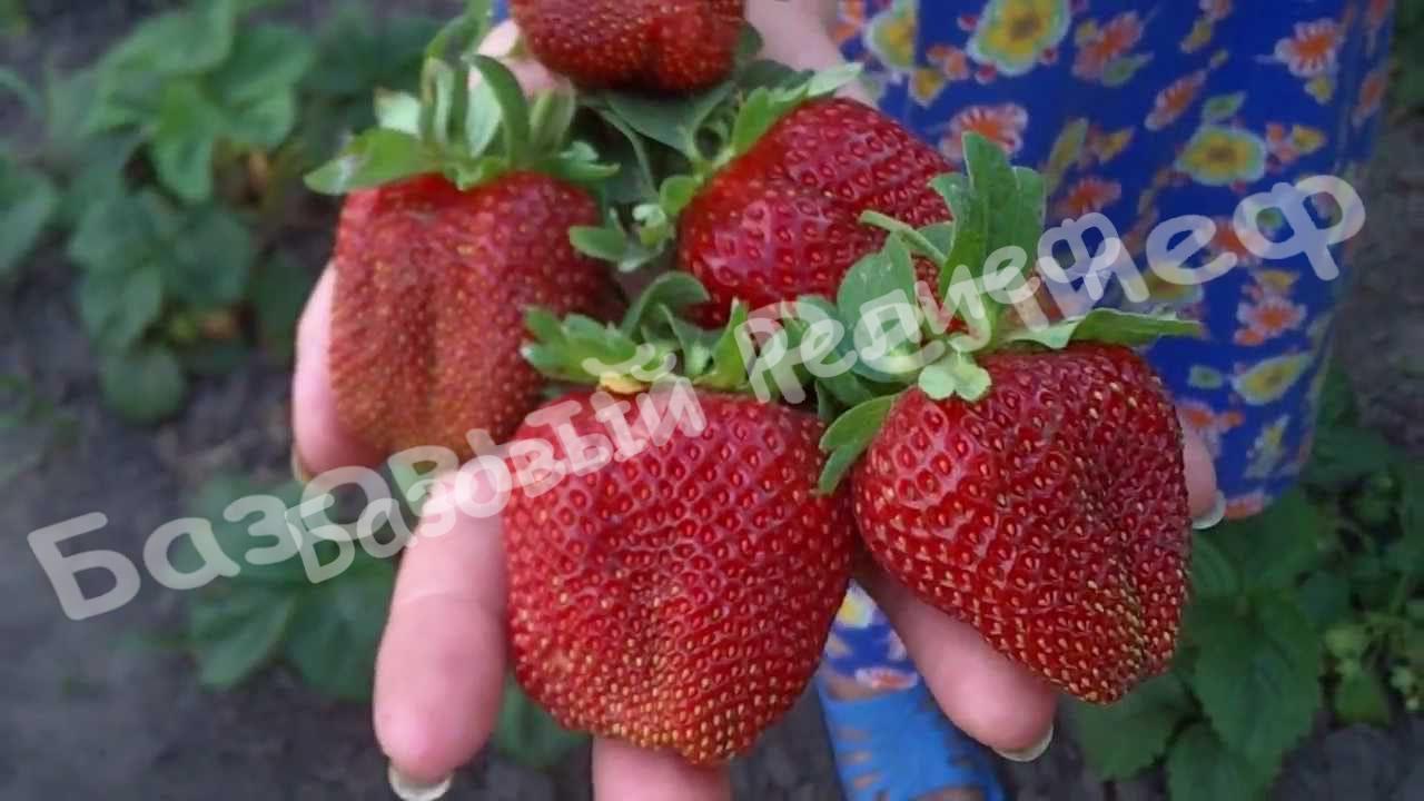Клубника Маршал