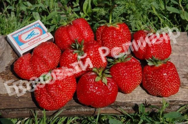Клубника Октава