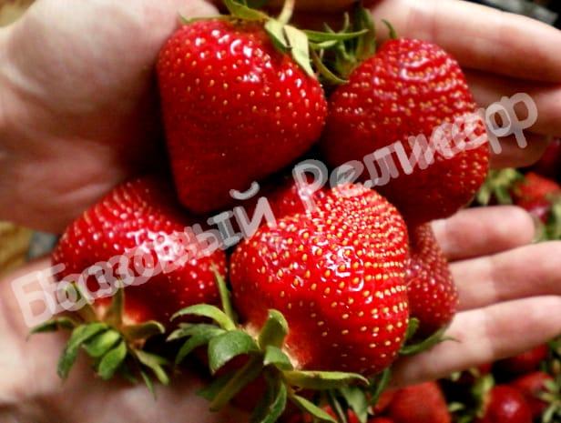 Клубника Ольвия