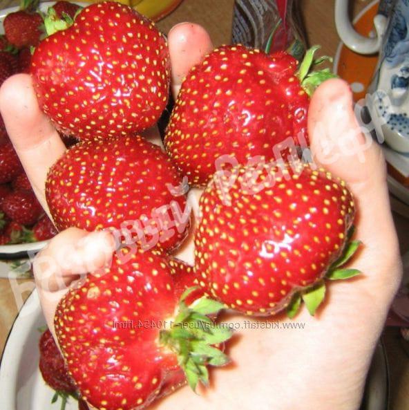 Клубника Ольвия